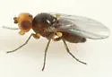 Haplopeodes loprestii - photo 2