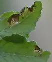 Haplopeodes minutus