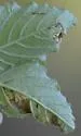 Haplopeodes minutus - photo 2