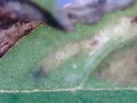 Haplopeodes minutus - photo 4