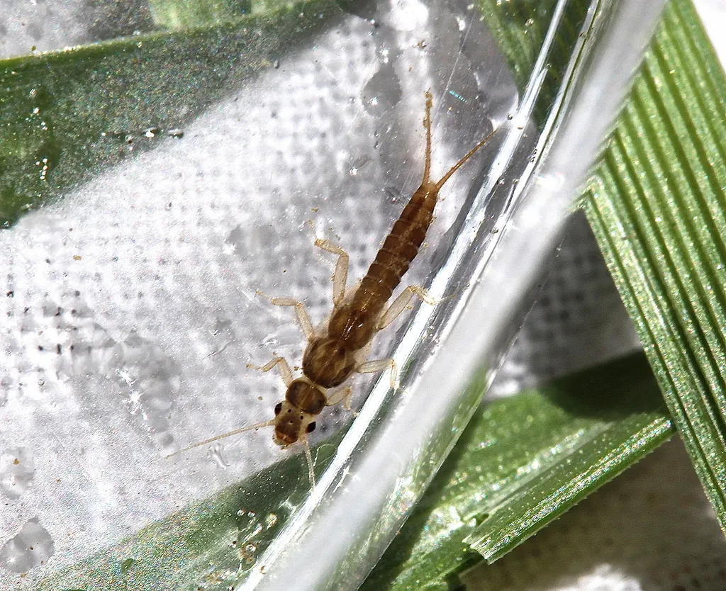 Haploperla brevis