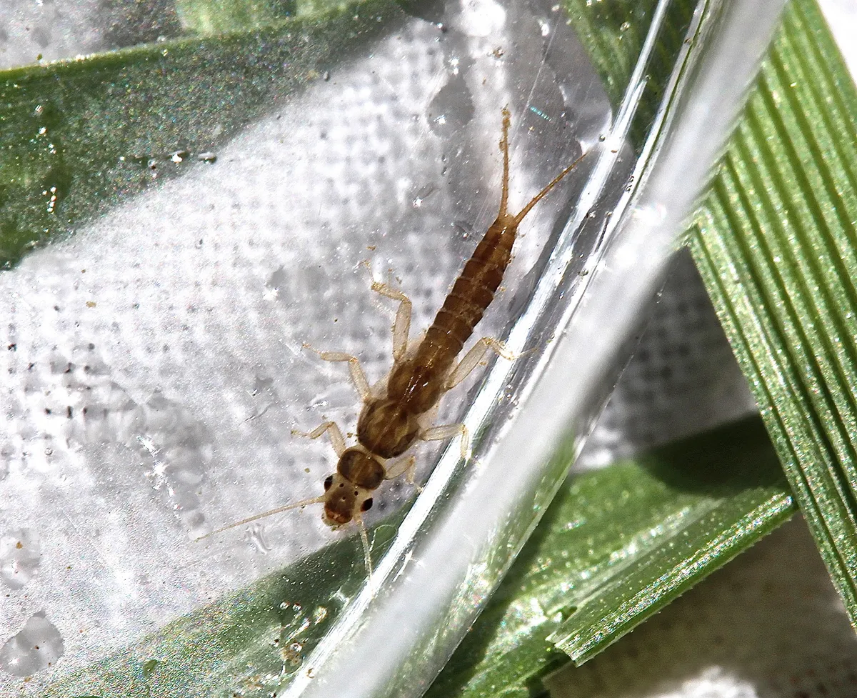 Haploperla brevis - photo 2