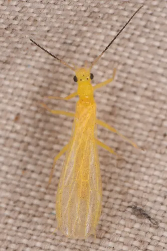 Yosemite Sallfly