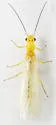 Haploperla orpha