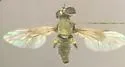 Gray-backed Goggle Eye - Haplopogon dicksoni