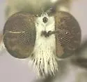 Gray-backed Goggle Eye - photo 4