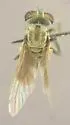 New Mexico Goggle Eye - photo 5