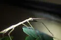 Mayer's Walkingstick