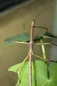 Mayer's Walkingstick - photo 2