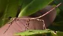 Mayer's Walkingstick - photo 3
