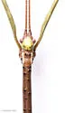 Mayer's Walkingstick - photo 4