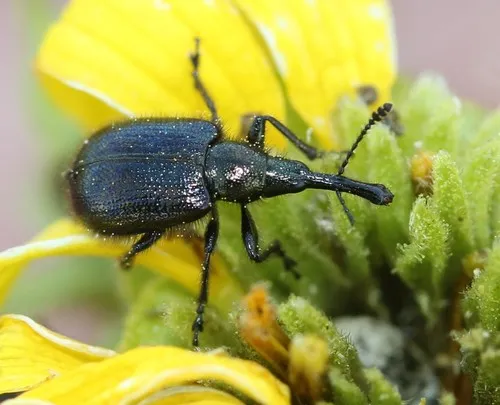 Head-clipping Weevil