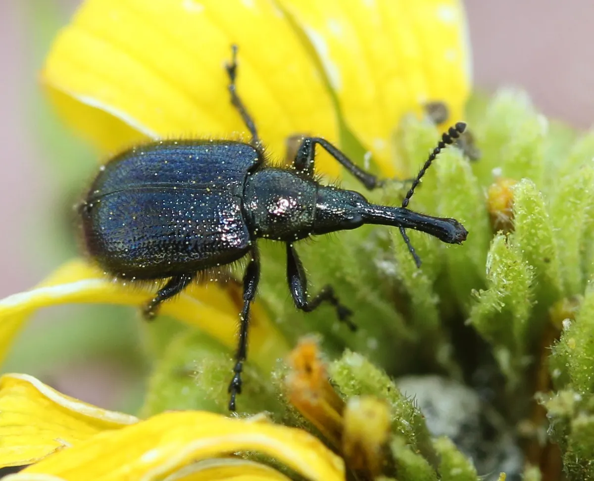 Head-clipping Weevil - photo 2
