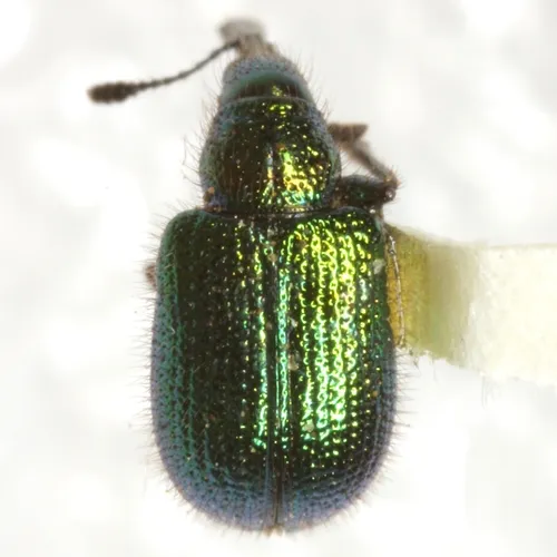 Haplorhynchites eximius
