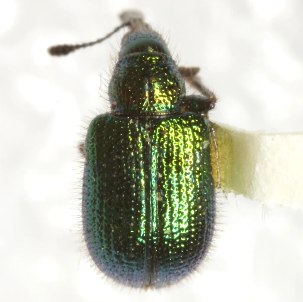 Haplorhynchites eximius - photo 2