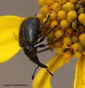 Haplorhynchites planifrons