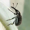Haplorhynchites planifrons - photo 2