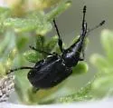 Haplorhynchites planifrons - photo 5