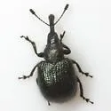Haplorhynchites pseudomexicanus - photo 2