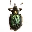 Haplorhynchites quadripennis