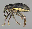 Haplostethops ellipsoideus