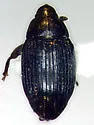 Haplostethops ellipsoideus - photo 2