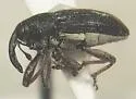 Haplostethops ellipsoideus - photo 3