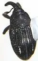 Haplostethops ellipsoideus - photo 4
