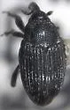 Haplostethops gravidula - photo 2