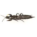 Haplothrips graminis