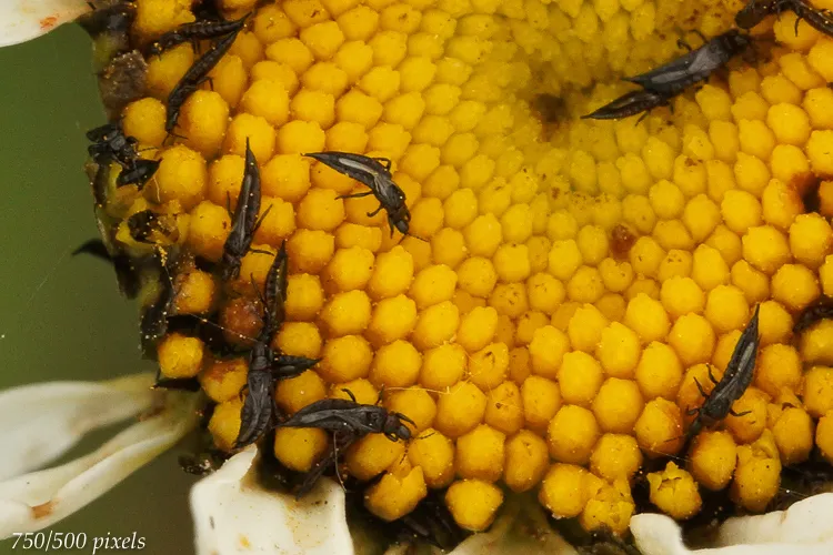 Clover thrips - photo 2