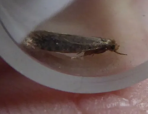 Haplotinea insectella