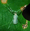 Haplusia rubra - photo 2