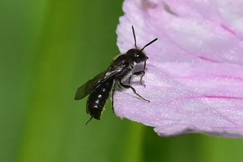 Harebell Carpenter Bee