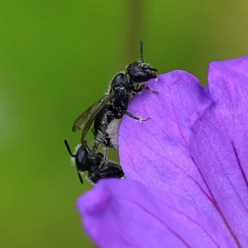 Harebell Carpenter Bee - photo 2