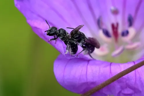 Harebell Carpenter Bee - photo 3