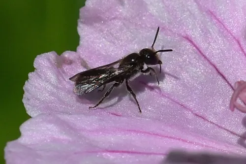 Harebell Carpenter Bee - photo 4