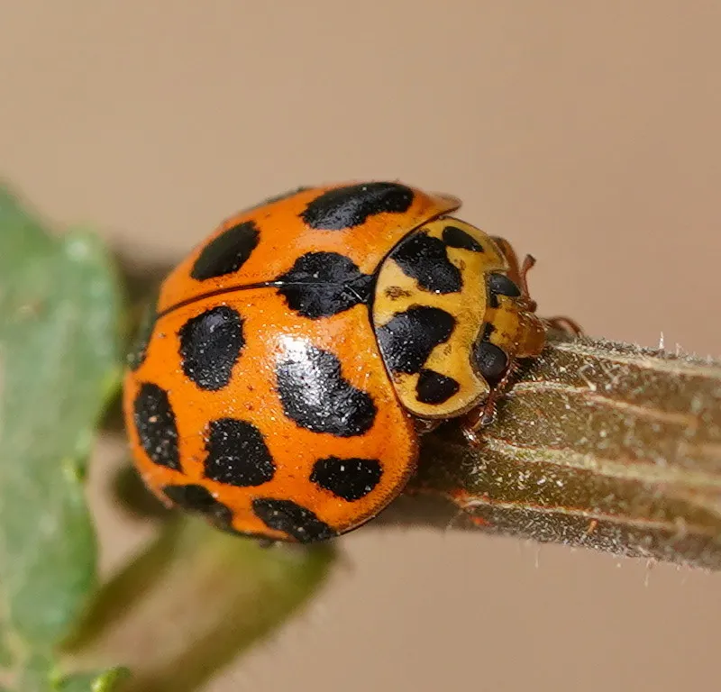 Large Spotted Ladybird - photo 2