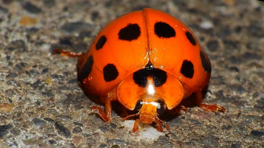 Harmonia dimidiata - photo 2