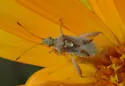 Harmostes angustatus - photo 2