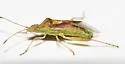 Harmostes angustatus - photo 4