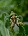Harmostes angustatus - photo 5