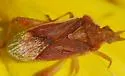Harmostes dorsalis