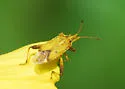 Harmostes dorsalis - photo 2
