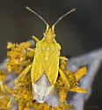 Harmostes dorsalis - photo 3