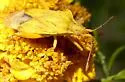 Harmostes dorsalis - photo 4