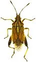 Harmostes dorsalis - photo 5