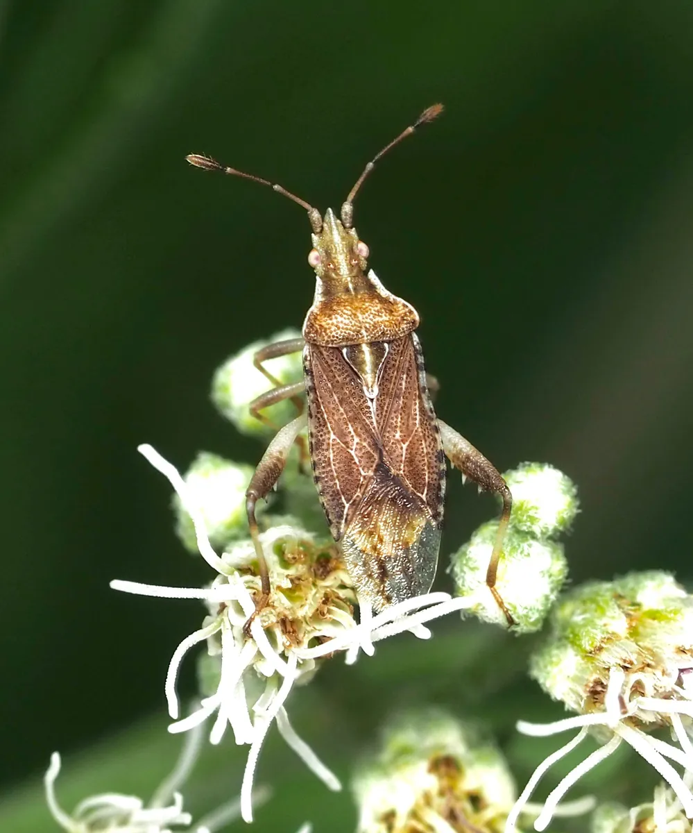 Harmostes fraterculus