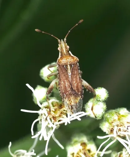 Harmostes fraterculus - photo 2