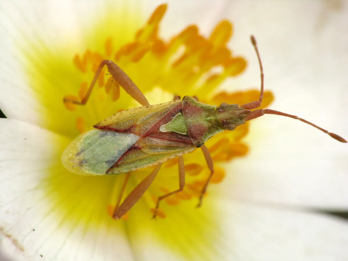 Harmostes reflexulus